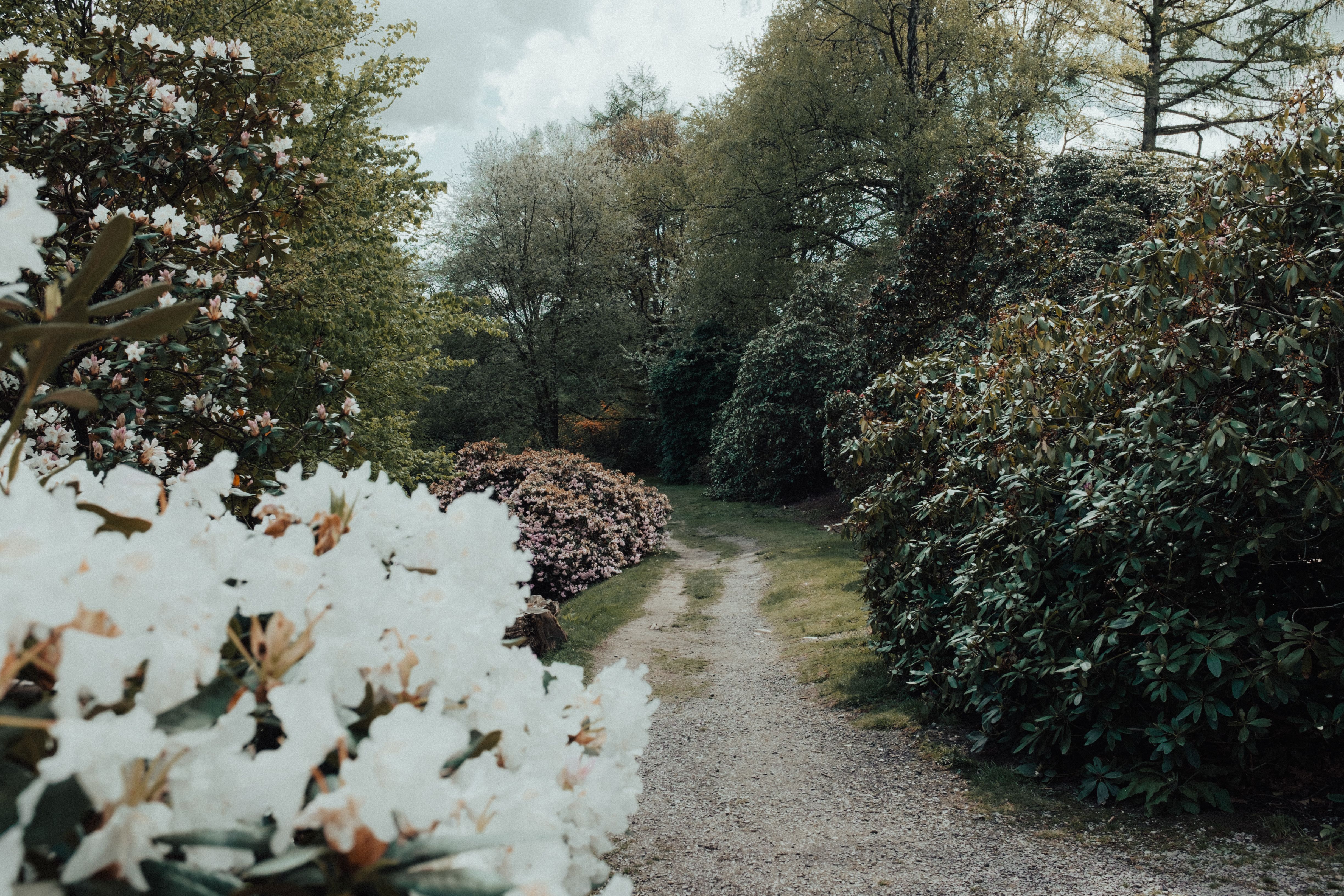 Gartenweg durch gepflegten Garten