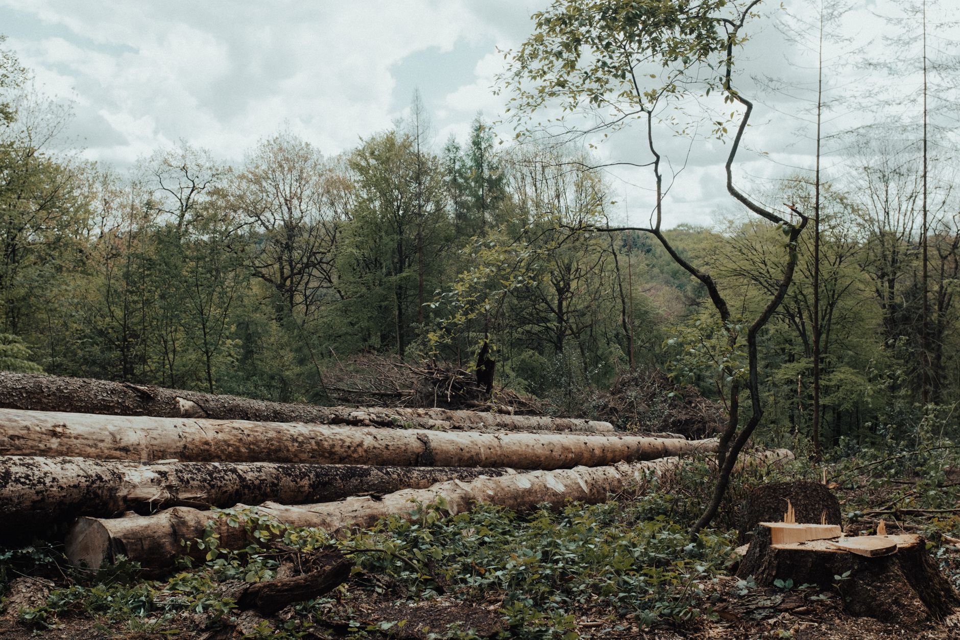 Tăiere forestieră în pădurea din Vrancea Tăiere forestieră în pădurea din Vrancea