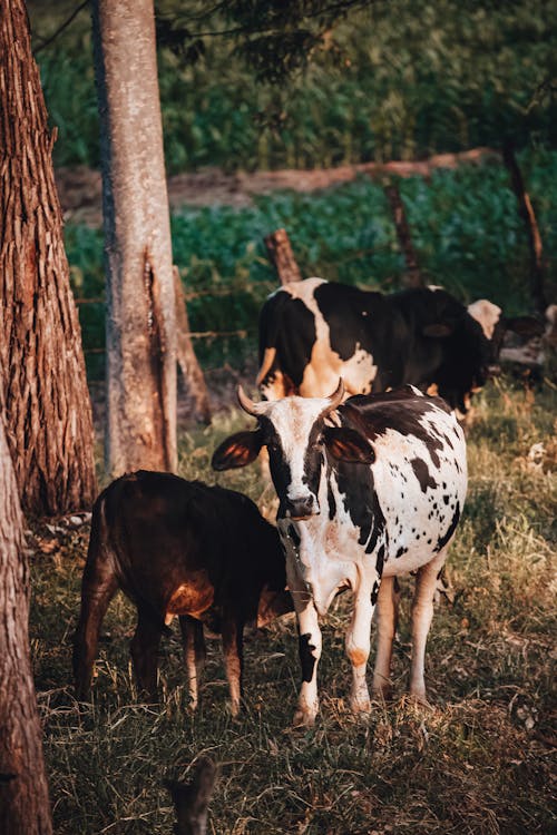 
Cows on a Grassland