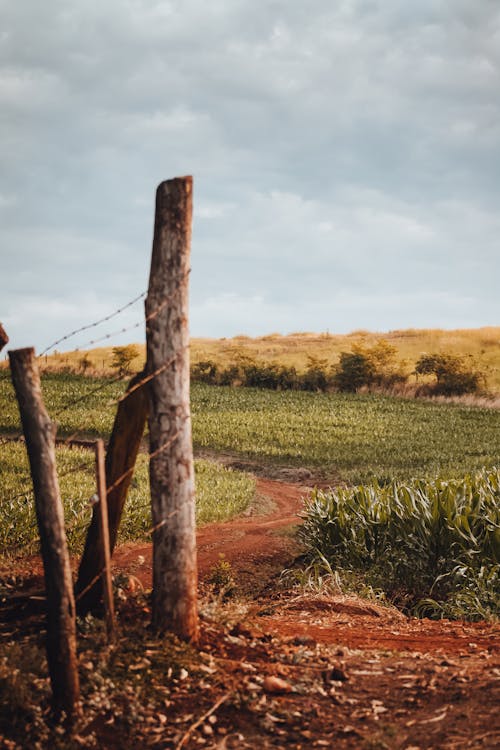 Immagine gratuita di campagna, campo, paesaggio