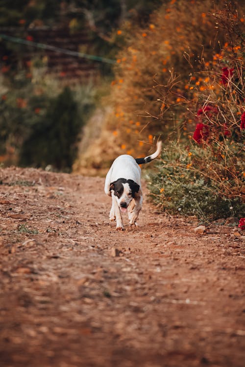 A Dog Walking on an Unpaved Road