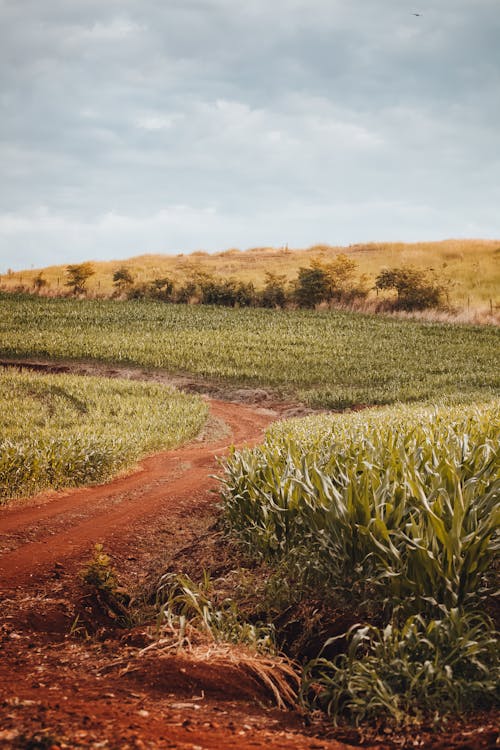 Immagine gratuita di ambiente, campo, erba