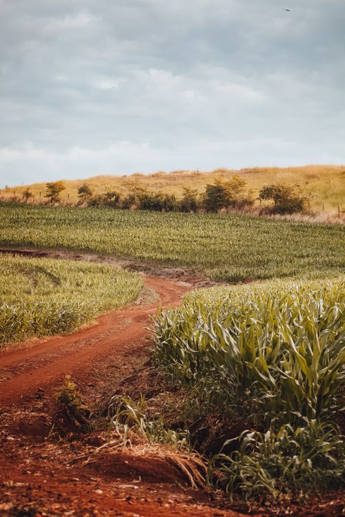 Free Scenic view of a lush green field and red dirt path in rural Brazil under a cloudy sky. Stock Photo
