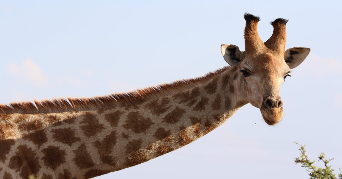 Free stock photo of animals, bush, giraffes