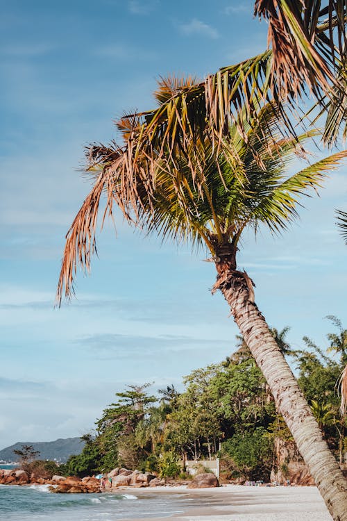 Green Palm Tree Under Blue Sky