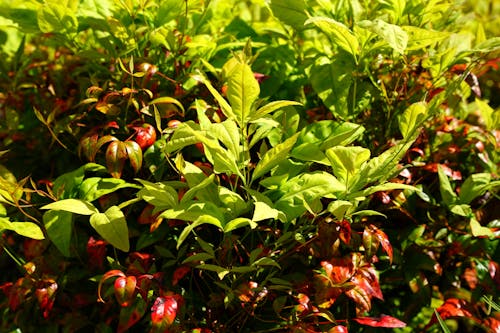 Бесплатное стоковое фото с nandina domestica, весна, листья