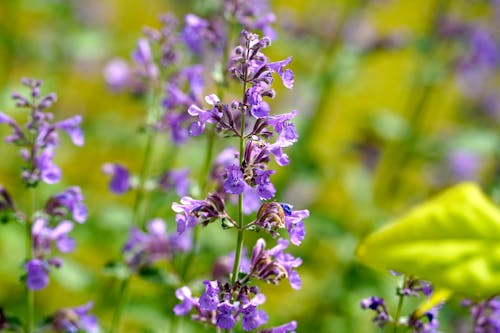 Бесплатное стоковое фото с nepeta, весна, кошачья мята