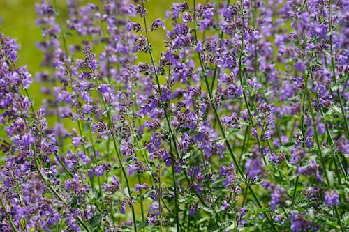 Kostnadsfri bild av blommor, fjäder, kattmynta