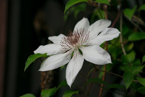 Kostnadsfri bild av blomma, clematis, vin