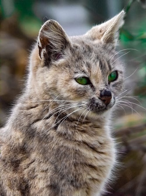 Free Animal Photography of Brown Cat with Green Eyes  Stock Photo