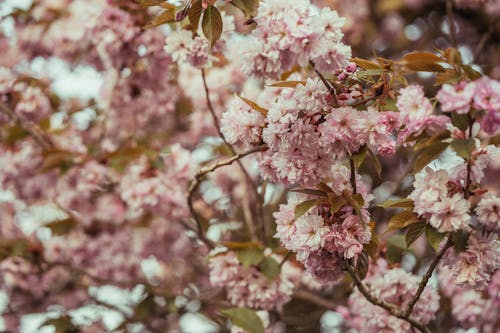 A Close-Up Shot of Cherry Blossoms in Bloom