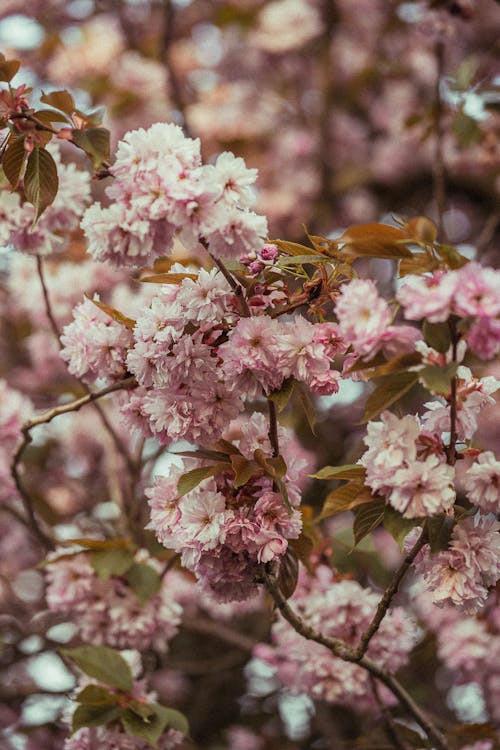 Бесплатное стоковое фото с ботаника, бутоны, весна