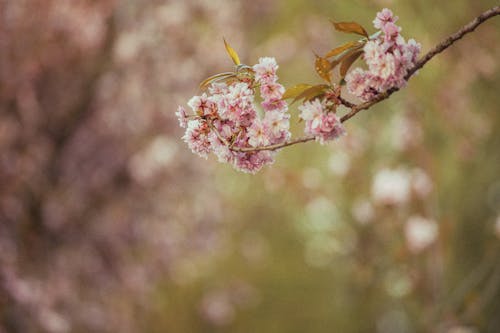 Δωρεάν στοκ φωτογραφιών με άνθη κερασιάς, ανθίζω, βάθος πεδίου