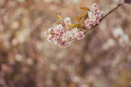 Gratis Fotos de stock gratuitas de cerezos en flor, de cerca, flora Foto de stock
