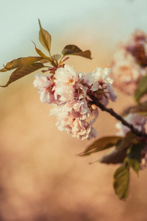 Branch of Pale Pink Cherry Blossom 