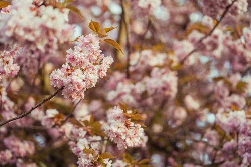 Close-Up Shot of Blooming Cherry Blossom Flowers
