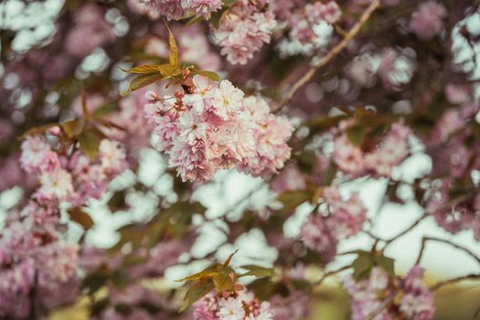 

A Close-Up Shot of Cherry Blossoms in Bloom