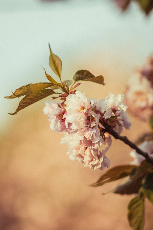 Δωρεάν στοκ φωτογραφιών με άνθη κερασιάς, ανθίζω, βάθος πεδίου