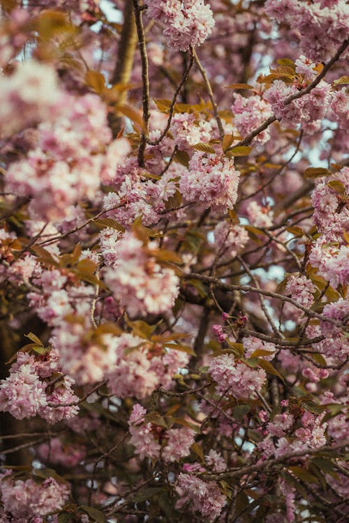 Δωρεάν στοκ φωτογραφιών με άνθη κερασιάς, ανθίζω, γκρο πλαν