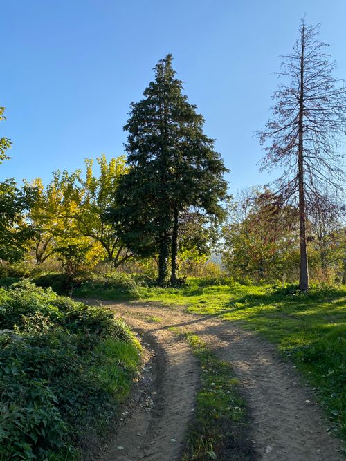 Free Scenic dirt pathway in the countryside, flanked by lush trees under a clear blue sky. Stock Photo