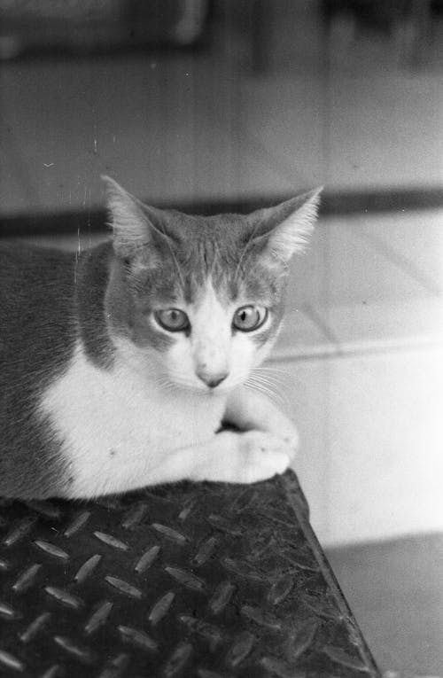 Bezpłatne Darmowe zdjęcie z galerii z czarno-biały, fotografia zwierzęcia, koci Zdjęcie z galerii