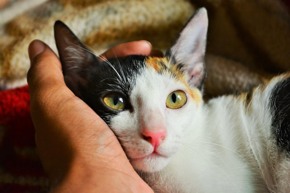 Person's Left Hand Holding Calico Cat