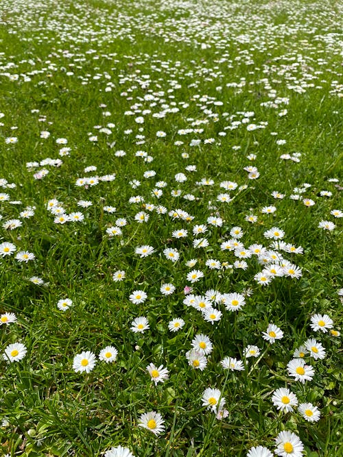 Free stock photo of bees, daisy, field