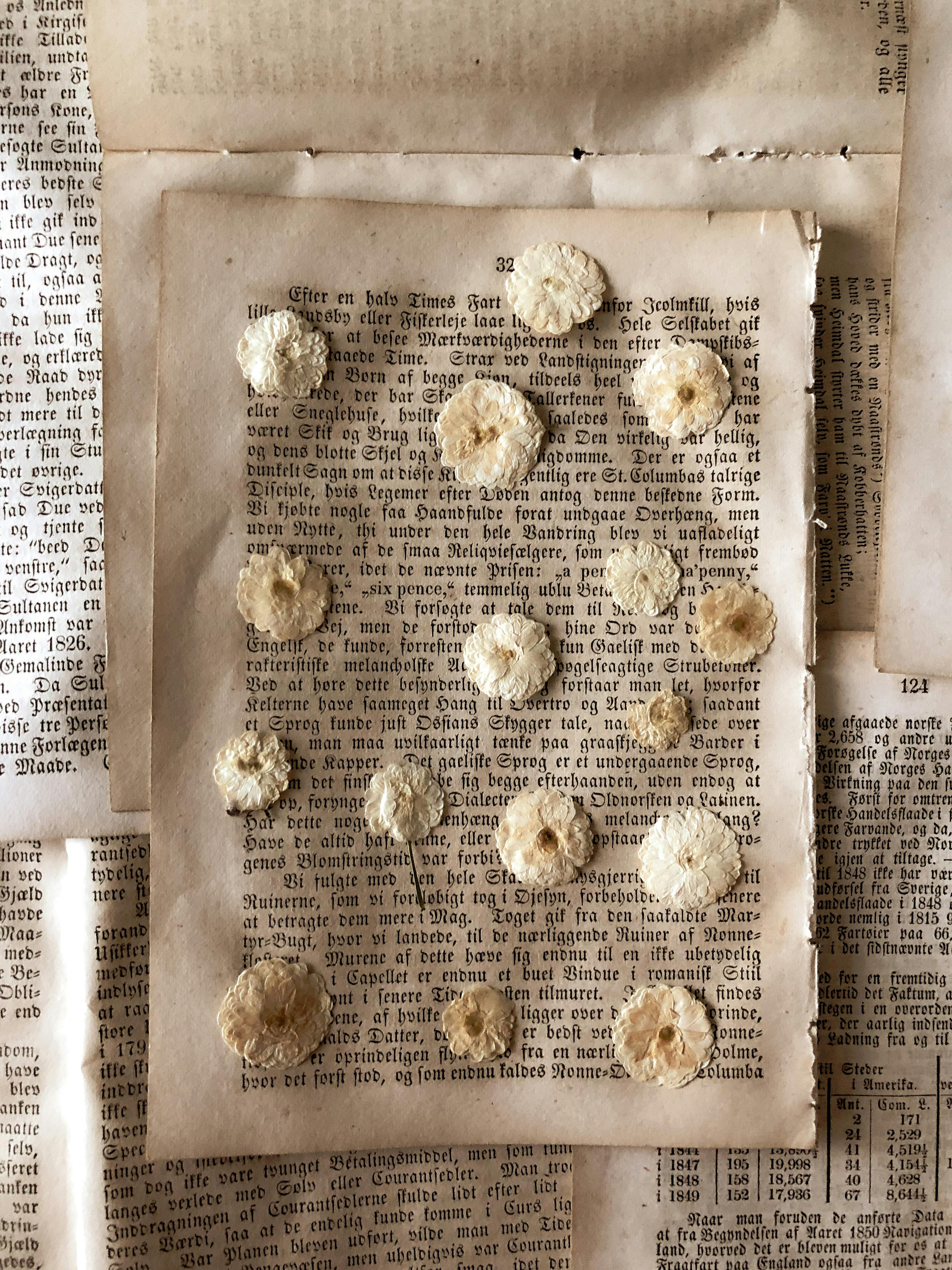 Top view composition of dry white buds of flowers placed on torn out pages of shabby book