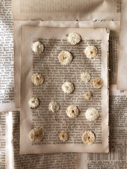 Free Top view composition of dry white buds of flowers placed on torn out pages of shabby book Stock Photo