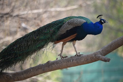 Free stock photo of nature park, peacock