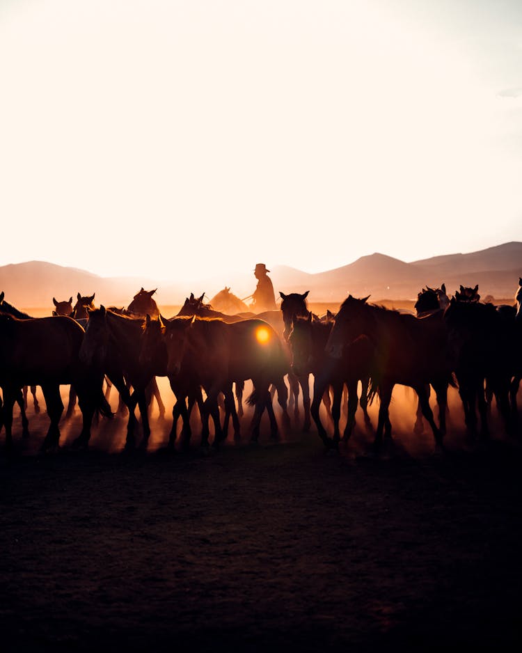 Man With Horses In Countryside