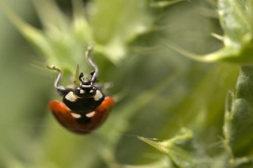 Orange and Black Ladybug on Green Plant