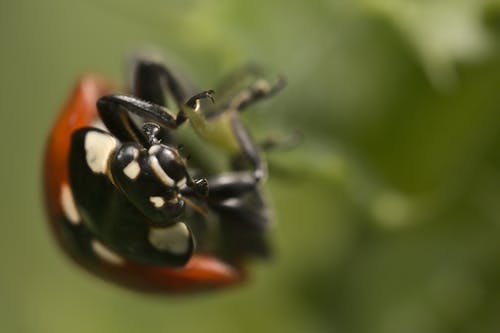 Free 
A Macro Shot of a Ladybug Stock Photo