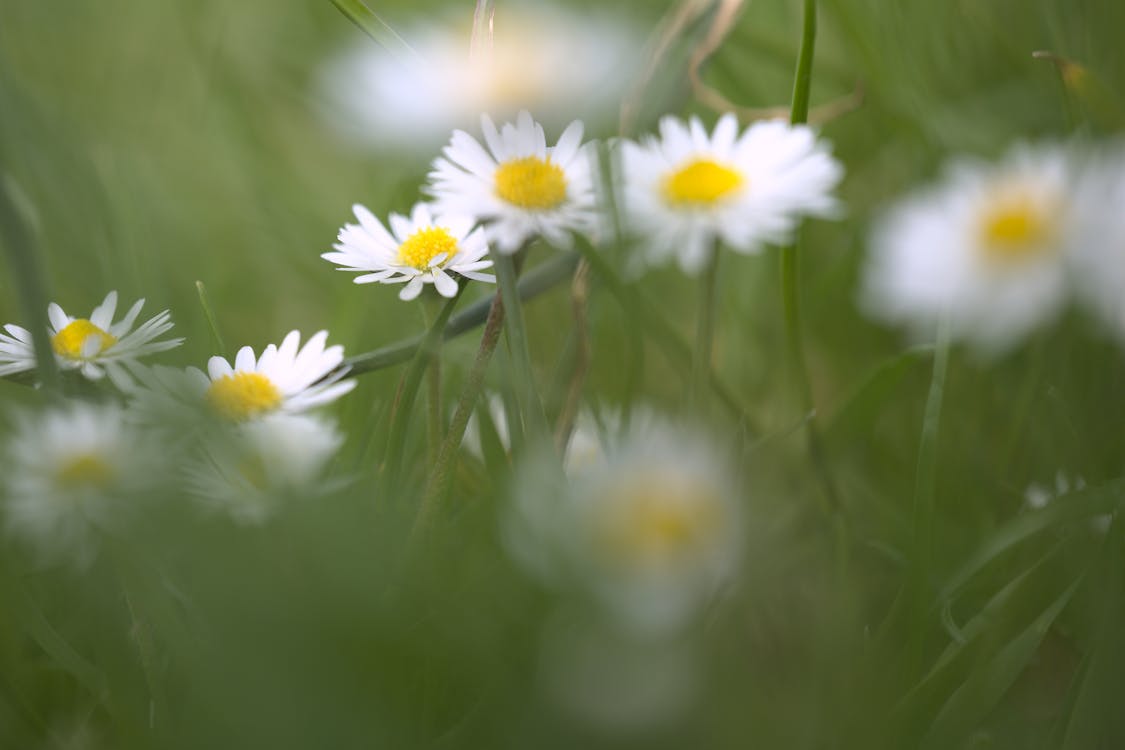A Close-Up Shot of Dasies · Free Stock Photo
