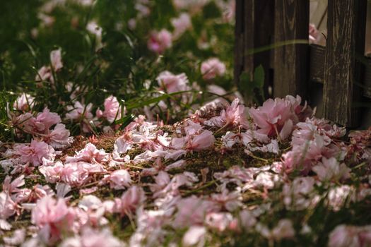 Ottawa Gardeners: Why You Should Leave the Leaves This Fall