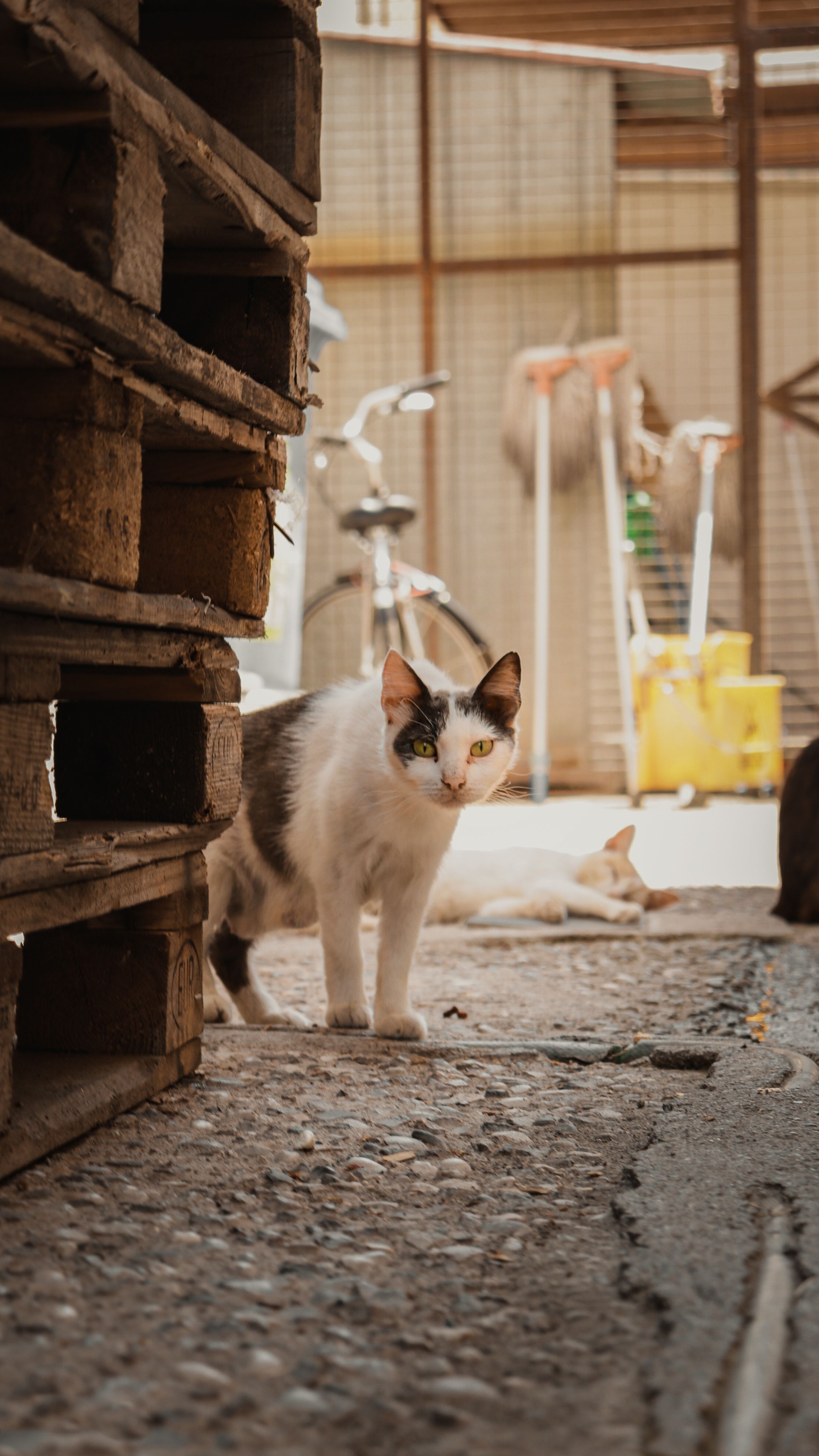 White and Black Cat on the Street · Free Stock Photo