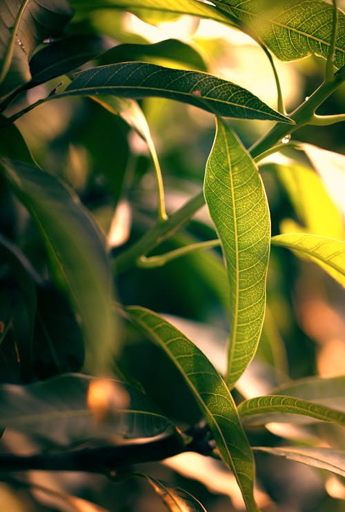 Free Green Leaves in Macro Lens Stock Photo