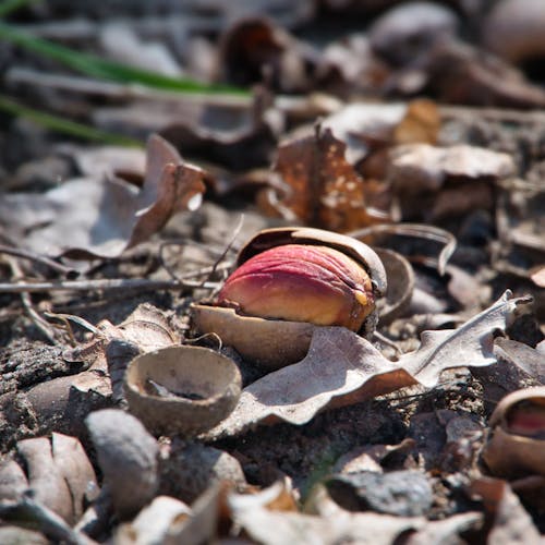 Free stock photo of acorn, close-up, sprouting