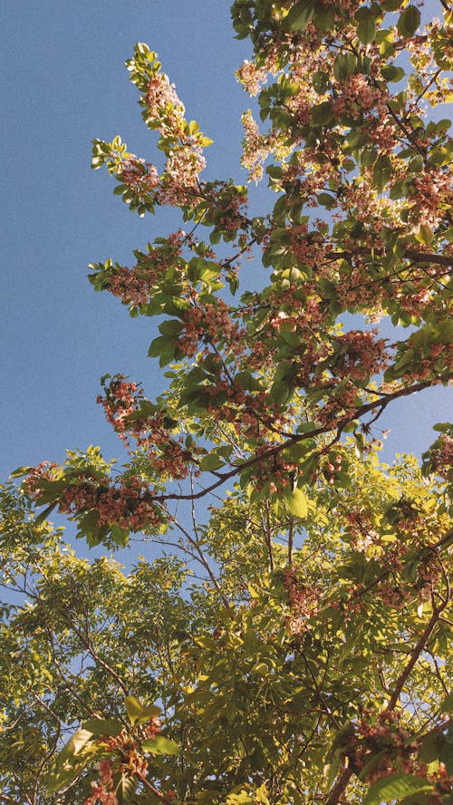 Photos gratuites de arbre vert, branches, ciel bleu