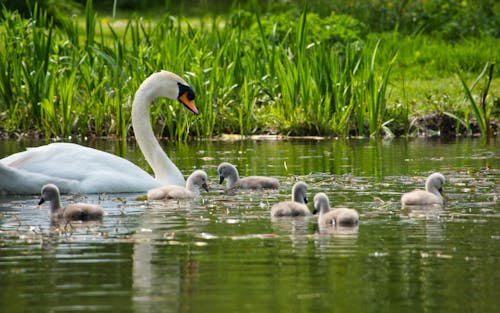 Free stock photo of swan family, swans