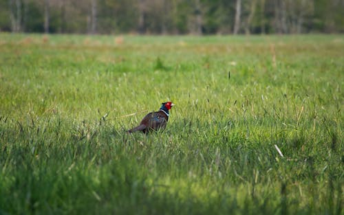 Black and Red Bird on Green Grass Field