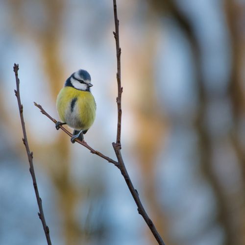 Free Close-up of a Eurasian Blue Tit bird perched on a branch in nature. Stock Photo