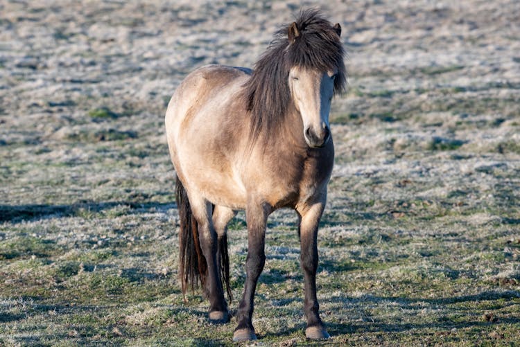 Horse On Frozen Pasture