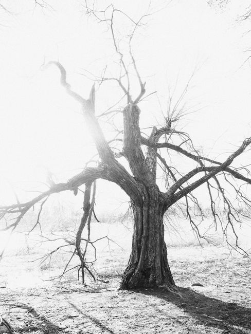 A haunting black and white photo of a bare tree in a desolate landscape.