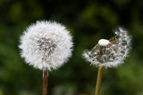 Darmowe zdjęcie z galerii z dmuchawiec, flora, roślina