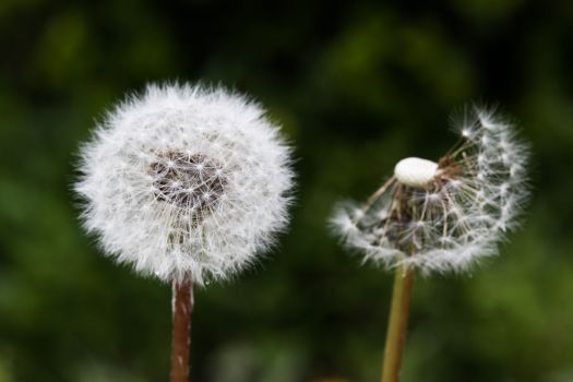 Detailed view of two dandelion seed heads with green background.