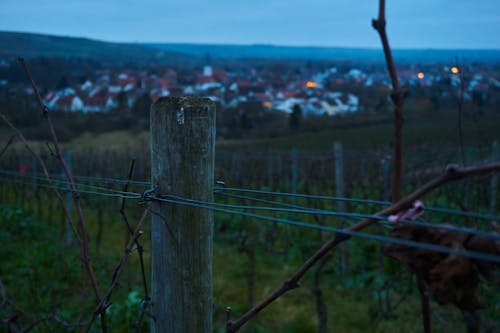 Free stock photo of grape vine, village, vine