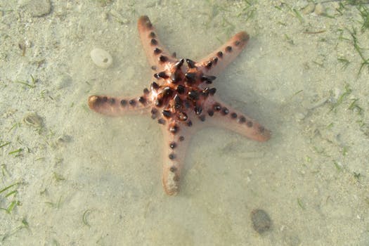 Close-up of a prickly starfish on the shore in Donsol, Philippines.