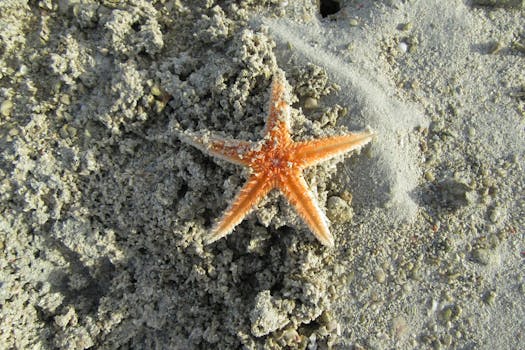 An orange starfish resting on the sandy shore of Donsol, Bicol, Philippines.