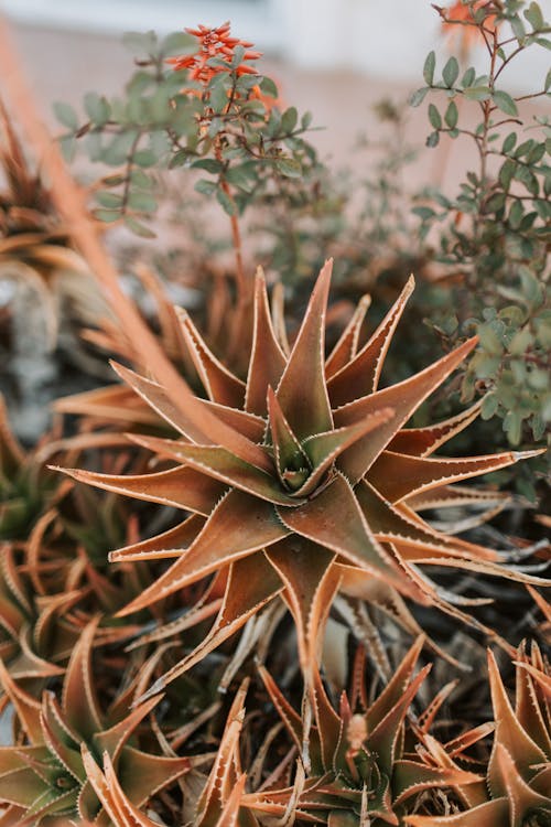 Agave Plant In Close up View